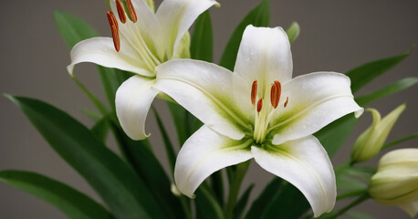 Fototapeta premium A stunning bouquet of white lilies isolated against a soft background, radiating the elegance and purity of nature in full bloom.