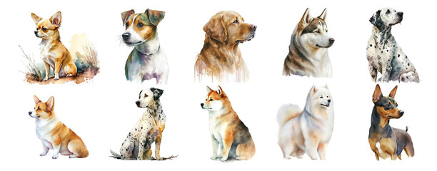 Dogs of different breeds on a white background - obrazy, fototapety, plakaty