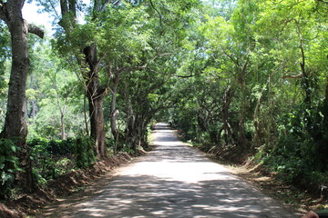 Fototapeta premium path in the forest