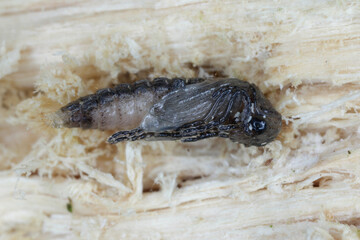 Soft-wing flower beetle (Dasytes  caeruleus). A pupa reared from a larva found under the bark in dead wood.