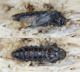 Soft-wing flower beetle (Dasytes  caeruleus). A pupa reared from a larva found under the bark in dead wood.