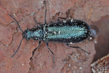 Soft-wing flower beetle (Dasytes  caeruleus). Adult insect on bark.
