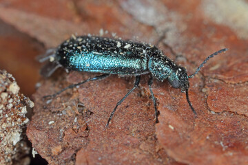 Soft-wing flower beetle (Dasytes  caeruleus). Adult insect on bark.