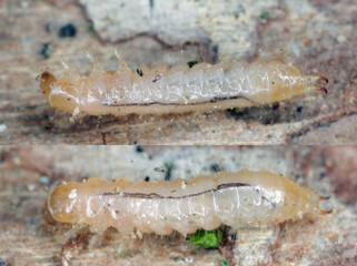 Soft-wing flower beetle (Dasytes  caeruleus). Larva found under bark in dead wood.