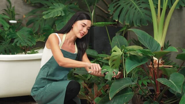 Young female gardener tending and trimming to tropical plant in minimalist architectural concrete style summer exotic plant foliage garden, home gardening for environmentalist lifestyle. Blithe