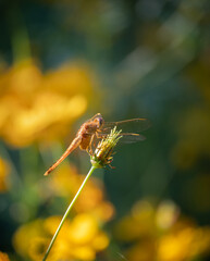 dragonfly on a leaf