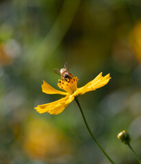 bee on yellow flower