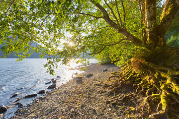 Baum am Ufer vom Lake Crescent, Olympic National Park, Washington, USA