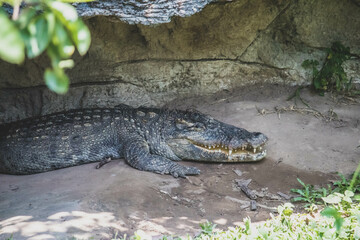 Obraz premium Close-up portrait of crocodile is opening its mouth at the crocodile farm in Thailand Zoo