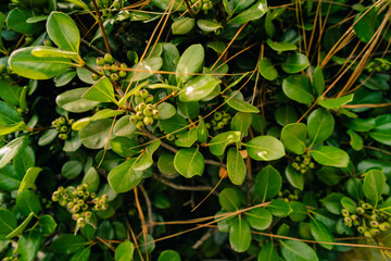 Rhaphiolepis umbellata or Hawthorne without blooms