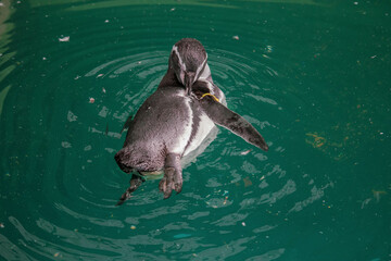 Naklejka premium Humboldt penguin (Spheniscus humboldti) swimming under blue water
