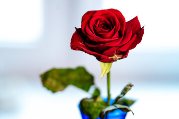 a red rose on a light background in a blue vase