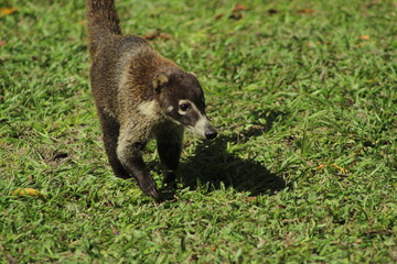 Fototapeta premium goose on the grass