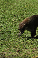 prairie coatie eating grass