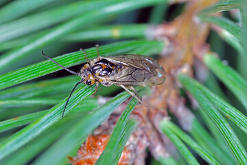 Insect, sawflie from family Tenthredinidae on pine needles.