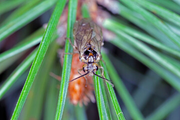 Insect, sawflie from family Tenthredinidae on pine needles.