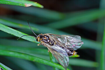 Insect, sawflie from family Tenthredinidae on pine needles.