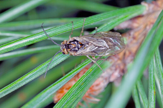 Insect, sawflie from family Tenthredinidae on pine needles.
