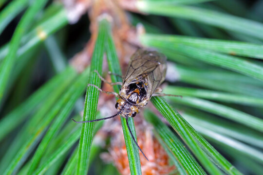Insect, sawflie from family Tenthredinidae on pine needles.