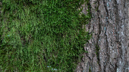 Baum Natur Wald Rinde Oberfläche Hintergrund Struktur Bildschirmschoner Untergrund Desktop...