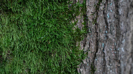 Baum Natur Wald Rinde Oberfläche Hintergrund Struktur Bildschirmschoner Untergrund Desktop Organisation  