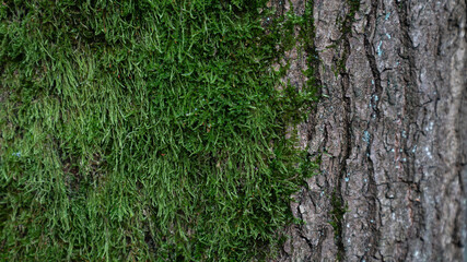 Baum Natur Wald Rinde Oberfläche Hintergrund Struktur Bildschirmschoner Untergrund Desktop Organisation  