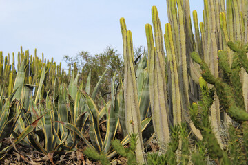 plants of the island of Tenerife in the Canary Islands - large cacti for trees