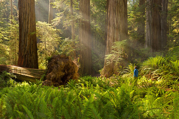 eine Person, Jedediah Smith Redwood State Park, Kalifornien, USA