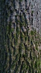 Baum Natur Wald Rinde Oberfläche Hintergrund Struktur Bildschirmschoner Untergrund Desktop Organisation  