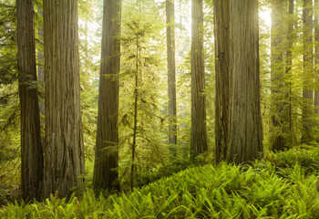 Del Norte Coast Redwoods State Park, Kalifornien, USA