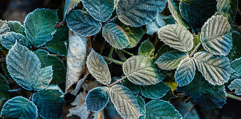 Late winter early spring background with frozen green leaves texture. Morning sunlight colorful...