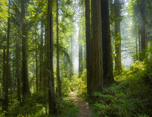 Del Norte Coast Redwoods State Park, Damnation Creek, Kalifornien, USA