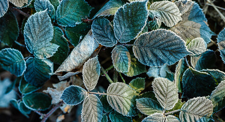 Late winter early spring background with frozen green leaves texture. Morning sunlight colorful frozen leaves. Artistic nature background. Seasonal abstract natural beauty in nature inspire closeup