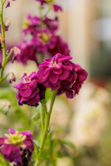 macro photographs of flowers with color and details