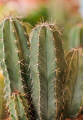 macrophotography of cactus and succulent plants with great detail