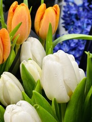 Fototapeta premium bouquet of yellow tulips on a white background