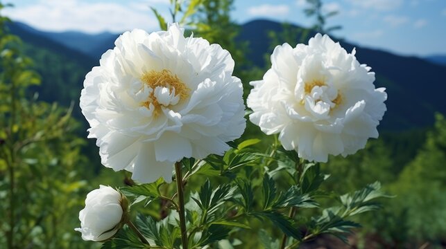 Garden of blossoming white peony flowers UHD Wallpaper