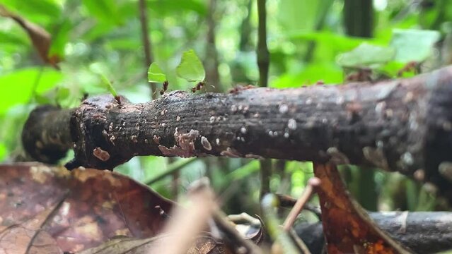 Ants leaf cutters walk on the wooden branch in the forest