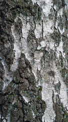 Fototapeta na wymiar Baum Rinde Wald Natur Holz Stamm Hintergründe 