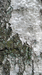 Baum Rinde Wald Natur Holz Stamm Hintergründe 