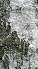 Baum Rinde Wald Natur Holz Stamm Hintergründe 