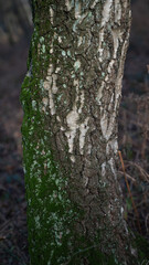 Baum Rinde Wald Natur Holz Stamm Hintergründe 