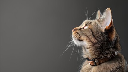 Tabby cat with a collar looking upward on a dark background