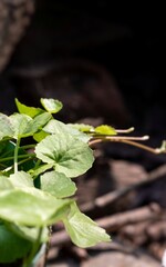 Closeup of Centella Asiatica or Gotu Kola Plants with Leaves, Also Known as Indian Pennywort, Brahma Manduki or Asiatic Pennywort, Ayurvedic Herbal Medicinal Plant