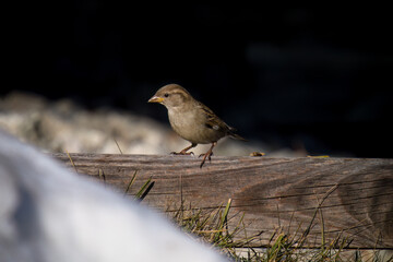 house sparrow is looking for food on the lawn in the garden at a winter day