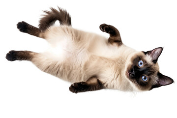 Lying Siamese cat isolated on white or transparent background, top view, png clipart, design element. Easy to place on any other background. - obrazy, fototapety, plakaty