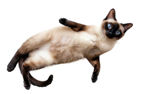 Lying Siamese cat isolated on white or transparent background, top view, png clipart, design element. Easy to place on any other background.