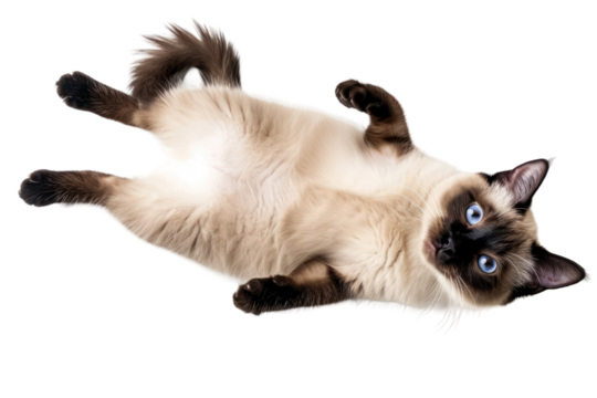 Lying Siamese cat isolated on white or transparent background, top view, png clipart, design element. Easy to place on any other background.