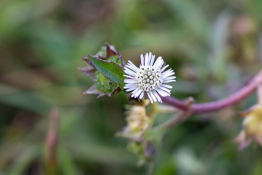 Macro of False Daisy or Eclipta Prostrata Flower on Its Plant with Copy Space, Also Known as Bhringraj or Karisalankanni, Ayurvedic Herbal Medicinal Plant