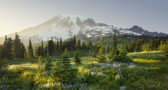 Vulkan Mt. Rainier von Mazama Ridge, Mt. Rainier National Park, Washington, USA